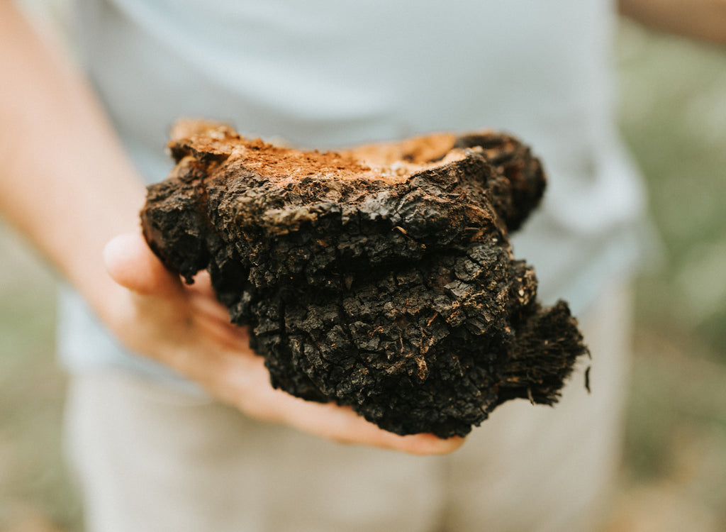 Les Bienfaits du Chaga